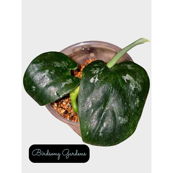 Scindapsus Black Mamba Unrooted 2 Leaf Cutting In Prop Cup - Picture 1 of 3